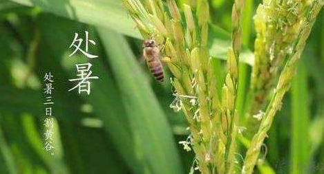 明日處暑，秋涼漸至-普樂斯等離子清洗機(jī)